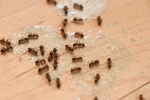 Trusted Dillonvale, OH Pest Control Experts