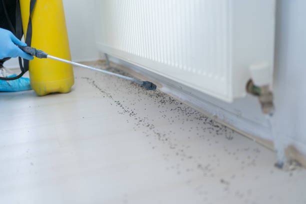 Best Bed Bug Extermination  in Dillonvale, OH