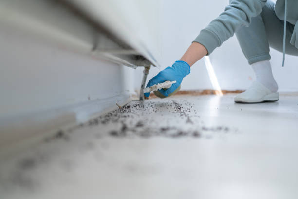 Best Wasp Removal Services  in Dillonvale, OH